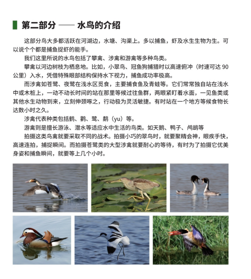 《我镜头里的鸟儿们》:定格自然之美,共筑绿水青山之梦