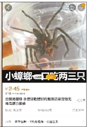 白额高脚蛛被指是“灭蟑神器” 专家:不靠谱