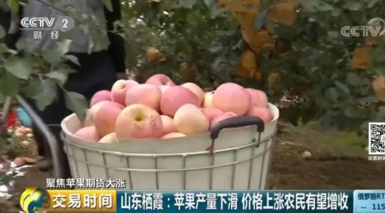 苹果“红”了!采购价几近翻番 收购商到处找苹果 期货价格居高不下