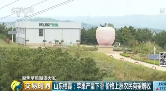 苹果“红”了!采购价几近翻番 收购商到处找苹果 期货价格居高不下