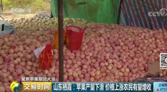 苹果“红”了!采购价几近翻番 收购商到处找苹果 期货价格居高不下