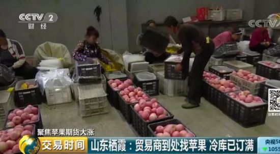 苹果“红”了!采购价几近翻番 收购商到处找苹果 期货价格居高不下