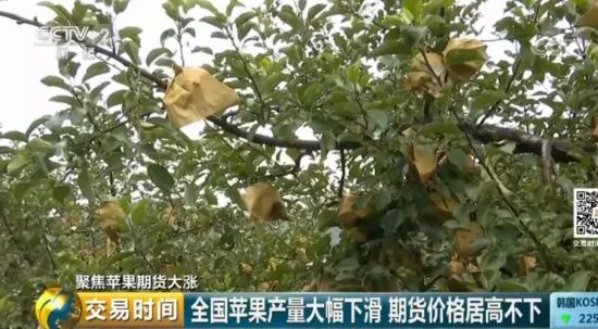 苹果“红”了!采购价几近翻番 收购商到处找苹果 期货价格居高不下