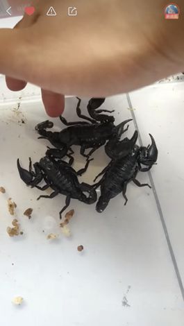 90后“蝎女郎”用快手摸索商业新思路