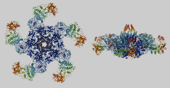 中国科学家研究发现植物细胞内存有一种活性物质