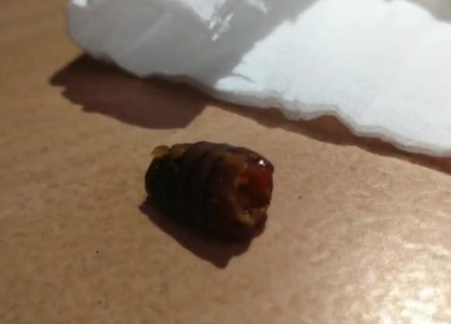 卫龙辣条火锅吃出虫子怎么回事?卫龙代生产商:提供精神赔偿