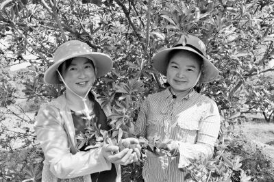 四川省南江县红光镇：花果飘香展蓝图