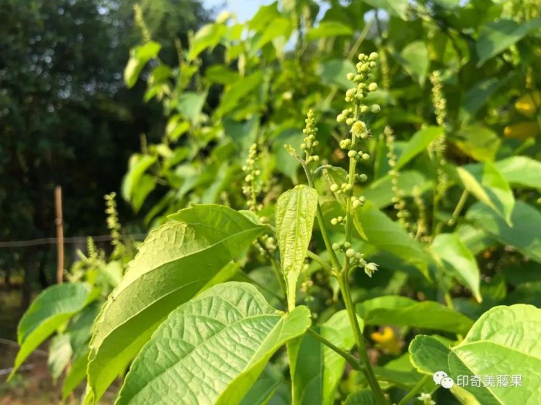 印奇美藤果油及美藤果副产物(饼粕蛋白粉)具有丰 富的营养价值及经济效益