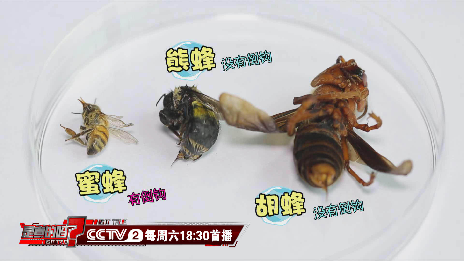 多数蜂并不是只能蜇人一次 专家提三点建议避免被蜇刺