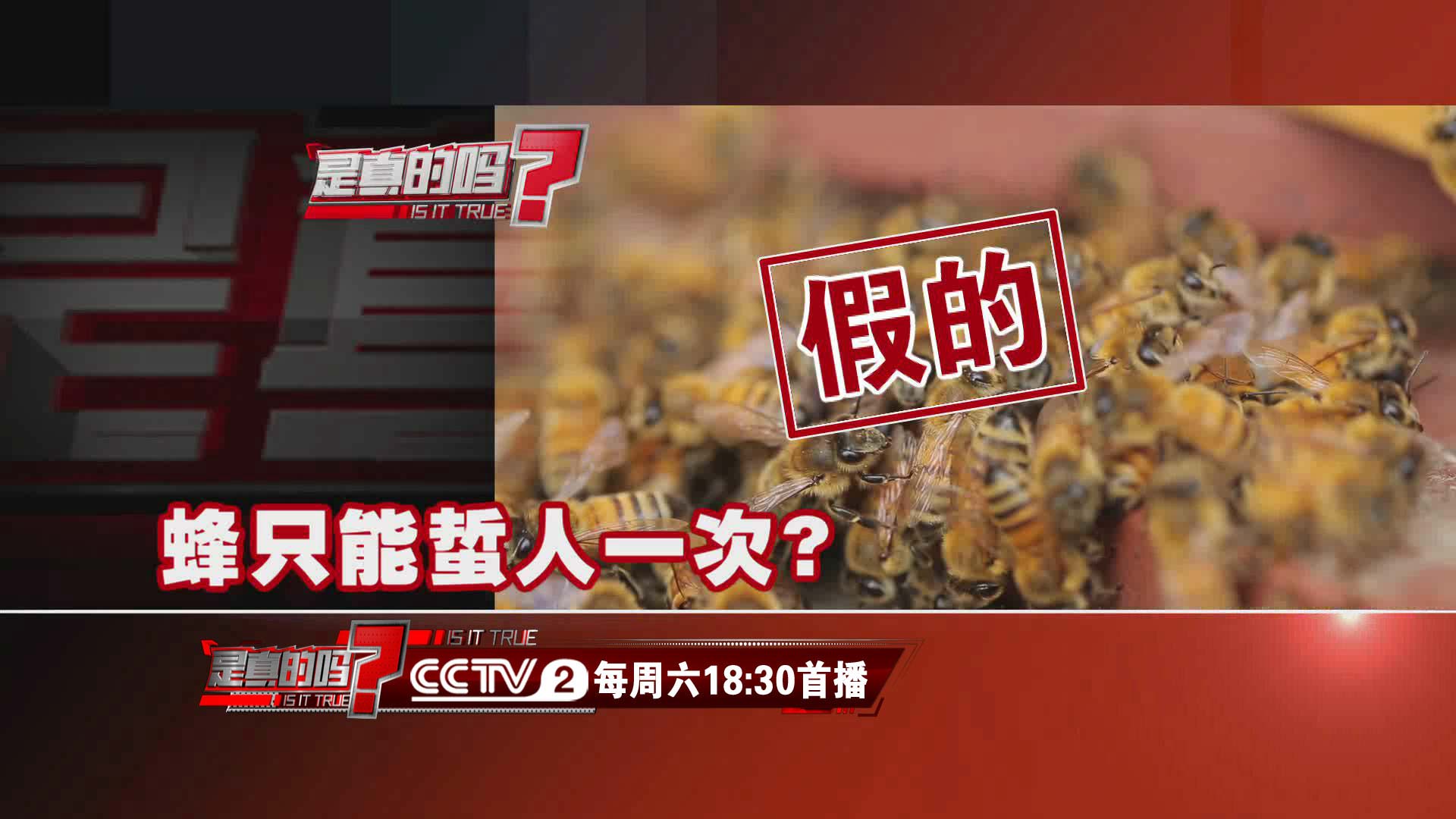 多数蜂并不是只能蜇人一次 专家提三点建议避免被蜇刺